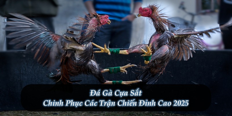 Đá Gà Cựa Sắt – Chinh Phục Các Trận Chiến Đỉnh Cao 2025