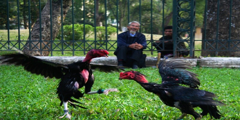 Luật lệ trong đá gà đòn truyền thống cần biết