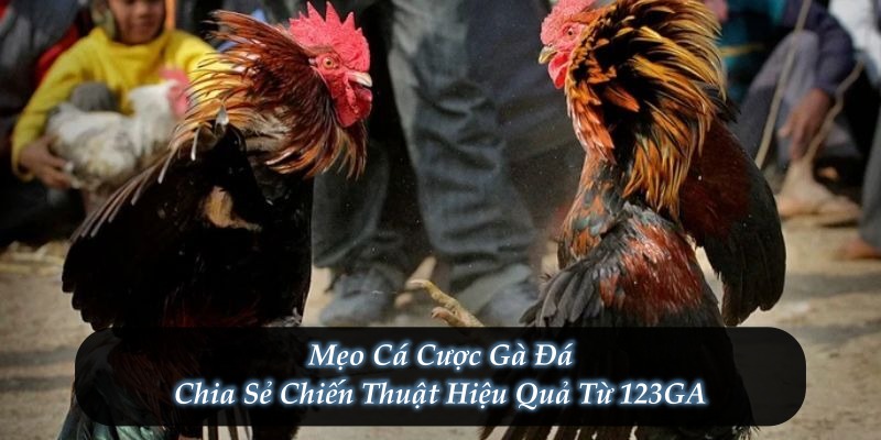 Mẹo Cá Cược Gà Đá - Chia Sẻ Chiến Thuật Hiệu Quả Từ 123GA
