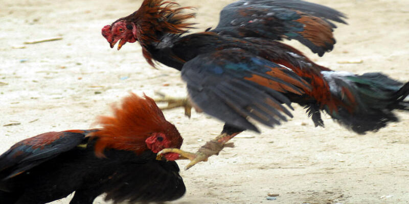 Mẹo cá cược gà đá trong cách quan sát ngoại hình chiến kê