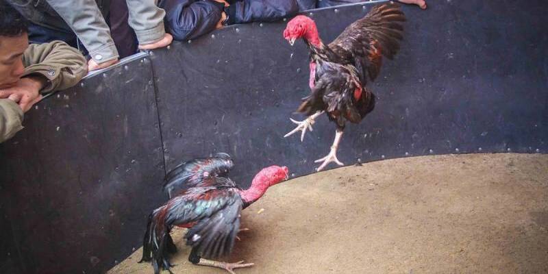 Những cửa cược khi dự đoán trận đá gà đòn